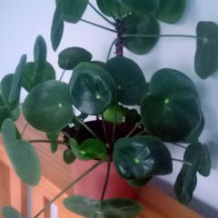 Pilea peperomioides /Chinese money plant