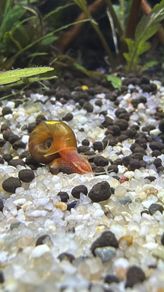 ramshorn snails