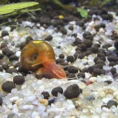 ramshorn snails