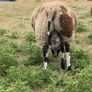 Dutch Spotted Ram lamb Image 3
