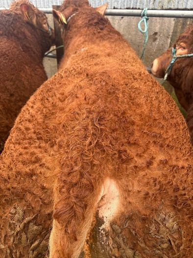 1 Pedigree limousin bull