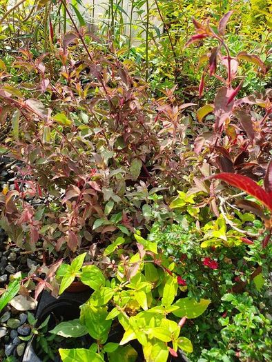 Shrubs, Garden Plants