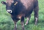 Aubrac bulls