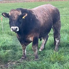 Aubrac bulls