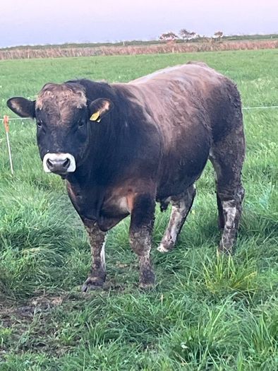 Aubrac bulls