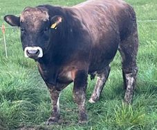 Aubrac bulls