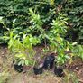 Hedging Image 2