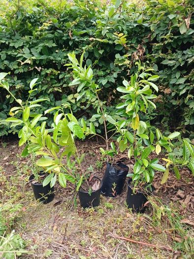 Hedging