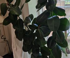 Extra Large Healthy Ficus Plant (188cm) in Self-Watering Rolling Pot