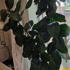 Extra Large Healthy Ficus Plant (188cm) in Self-Watering Rolling Pot