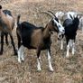Goats for sale Image 3
