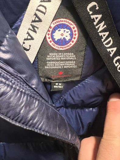 canada goose