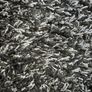 Black and grey rug Image 3