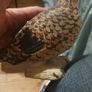 Oisin Kelly Grouse sculpture Image 5