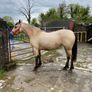 Connemara Filly Image 6