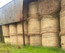 Hay