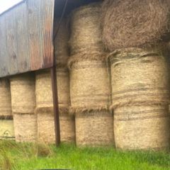 Hay