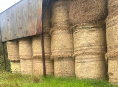 Hay