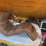 Recliner, sleeping, sturdy, camp, beds Image 3