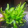 fish plant Image 2