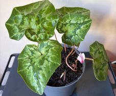 Plant