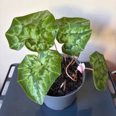 Plant
