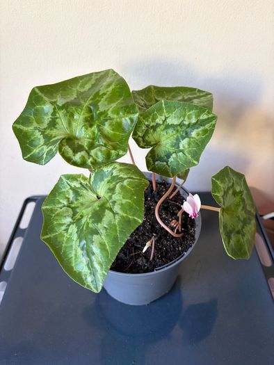 Plant