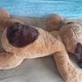 Big Dog Teddy Image 3