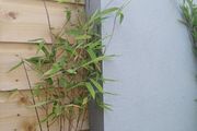 Clumping bamboo 1L