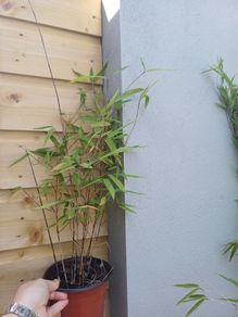 Clumping bamboo 1L