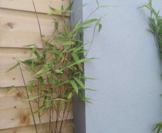 Clumping bamboo 1L