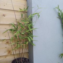Clumping bamboo 1L
