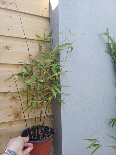 Clumping bamboo 1L