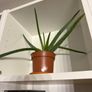 Plants for sale Image 7