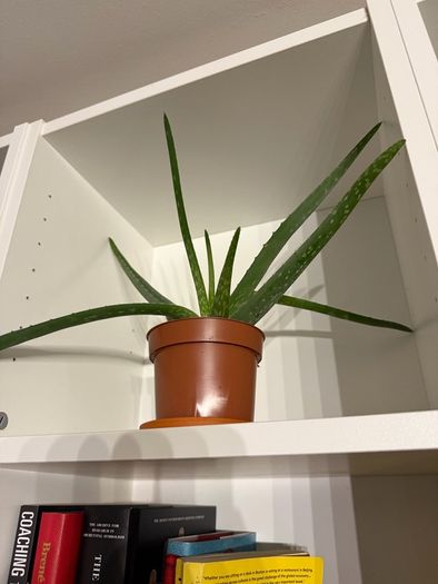 Plants for sale