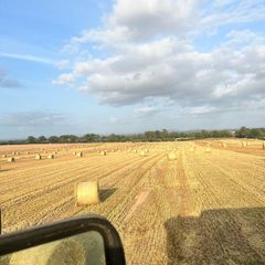 Golden Barley Straw
