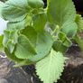 Plectranthus amboinicus / Cuban oregano / Indian borage / Mexican mint / Indoor Herb Image 7