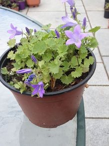 campanula