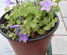 campanula