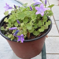 campanula