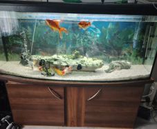 Fish tank