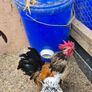 Serama Roosters Image 5