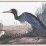 Large-Format Artwork / Wading Bird (Tricoloured Heron) / Framed Wall Art Image 2