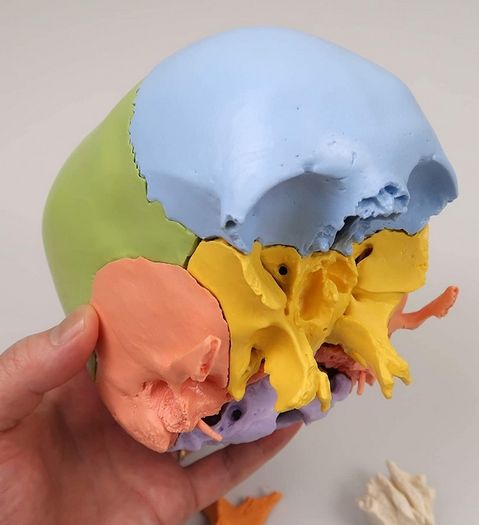 3B Scientific A291 Human Skull 22 part Model