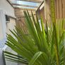 trachycarpus fortunei - Palm Tree Image 3