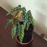 Begonia Maculata Polka Dot Begonia lovely healthy plant Image 2