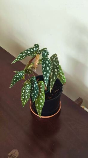 Begonia Maculata Polka Dot Begonia lovely healthy plant