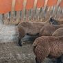Rams and ewe lambs Image 10