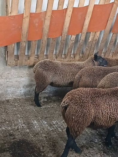 Rams and ewe lambs