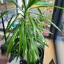 Giant yukka plant 6ft Image 2